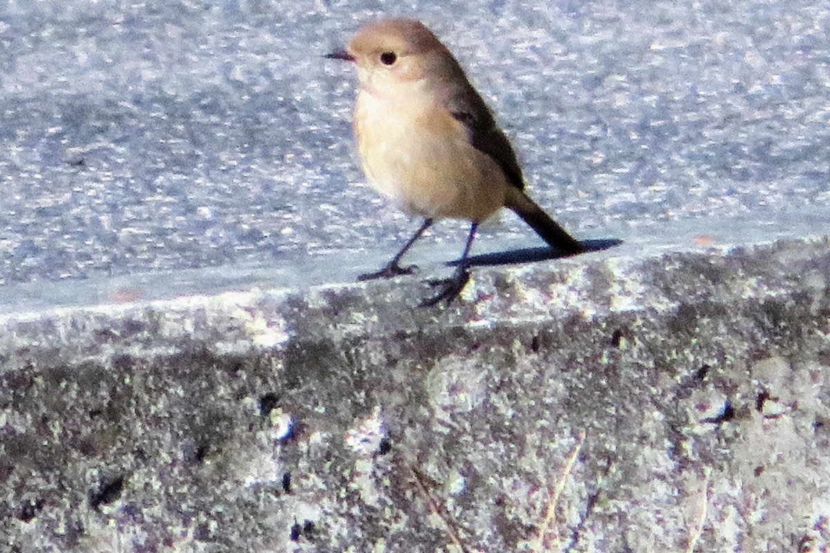 f:id:grk1:20210110183221j:plain