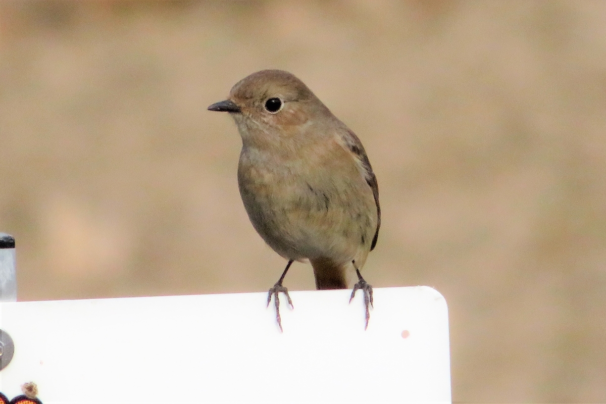 f:id:grk1:20210115223246j:plain