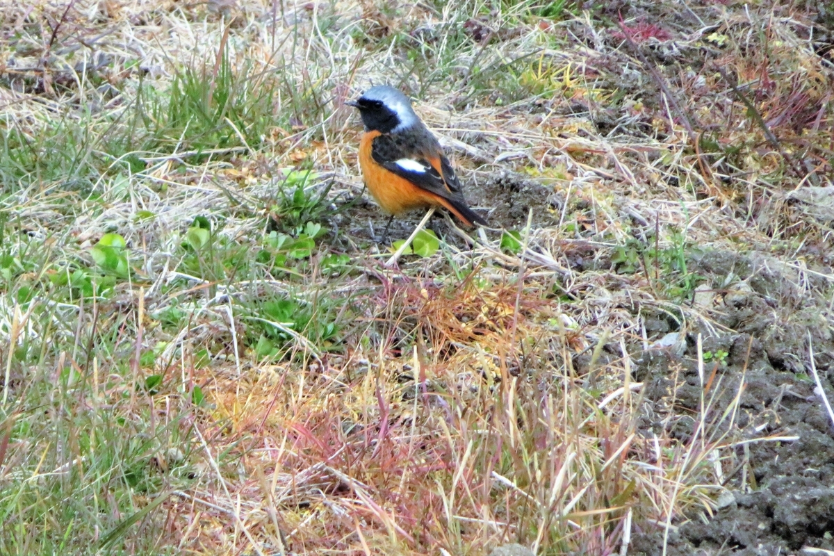 f:id:grk1:20210119182442j:plain