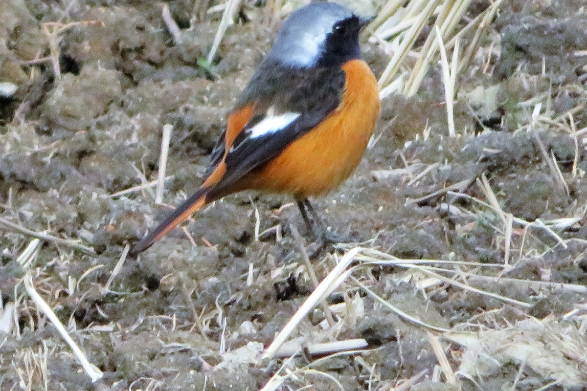 f:id:grk1:20210119182826j:plain