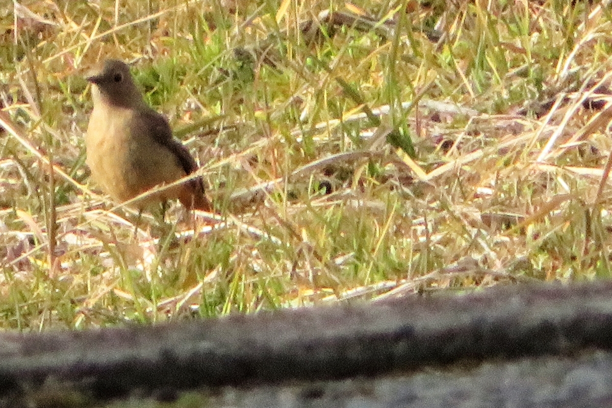 f:id:grk1:20210119183414j:plain