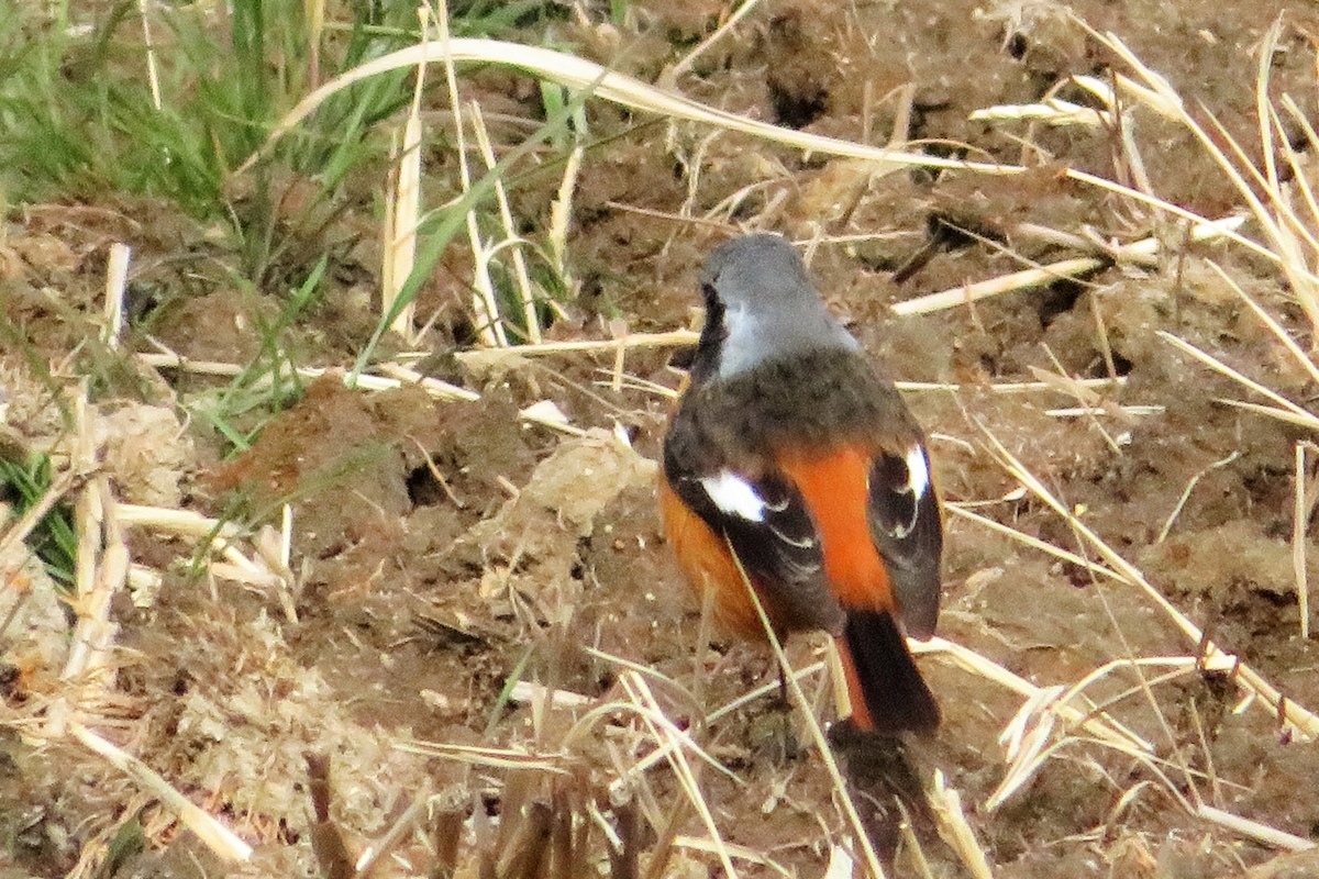 f:id:grk1:20210119185930j:plain