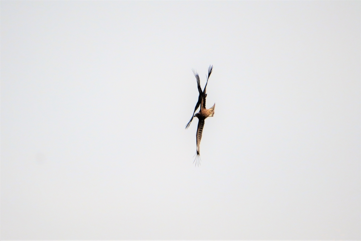 f:id:grk1:20210310111538j:plain