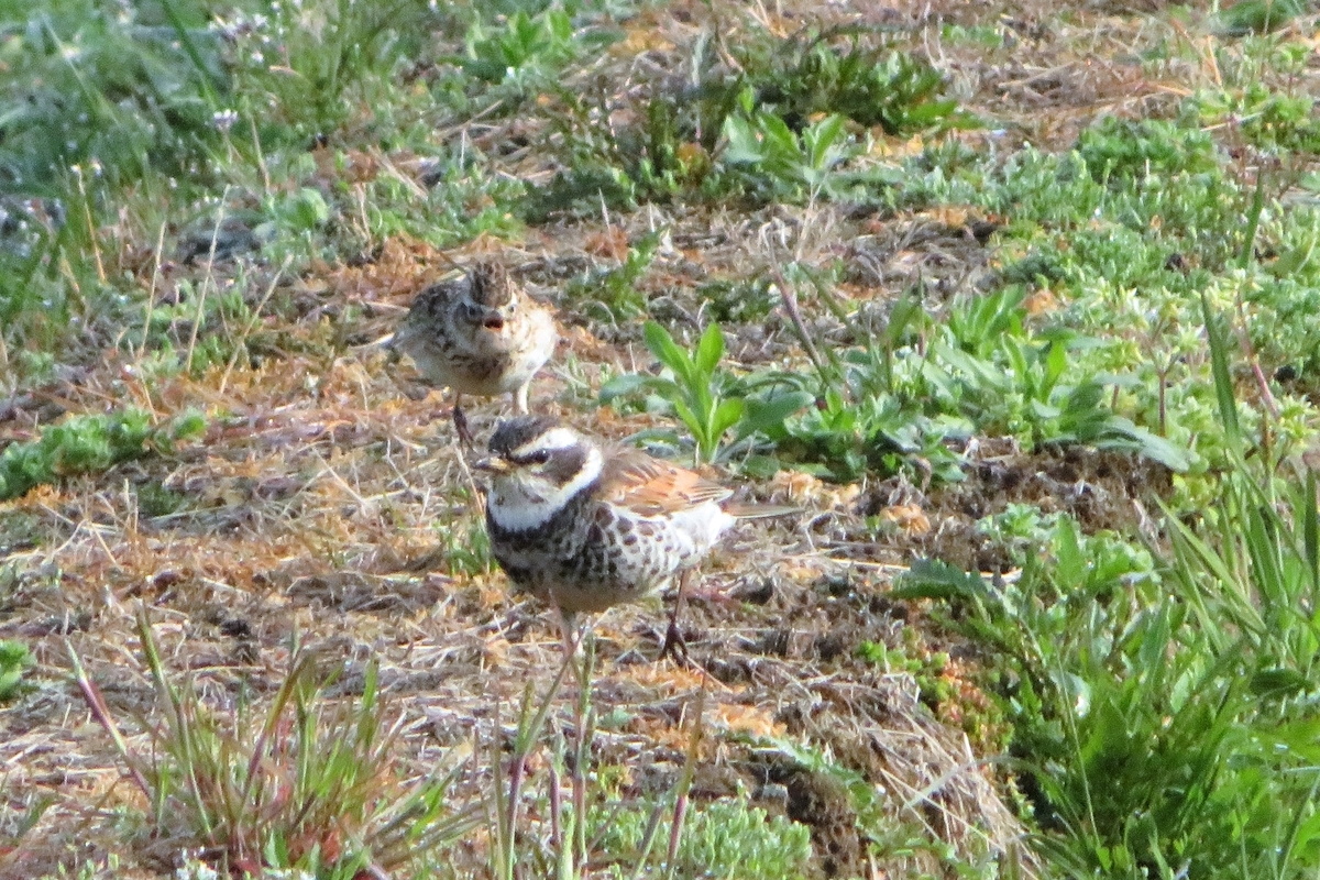 f:id:grk1:20210314203939j:plain