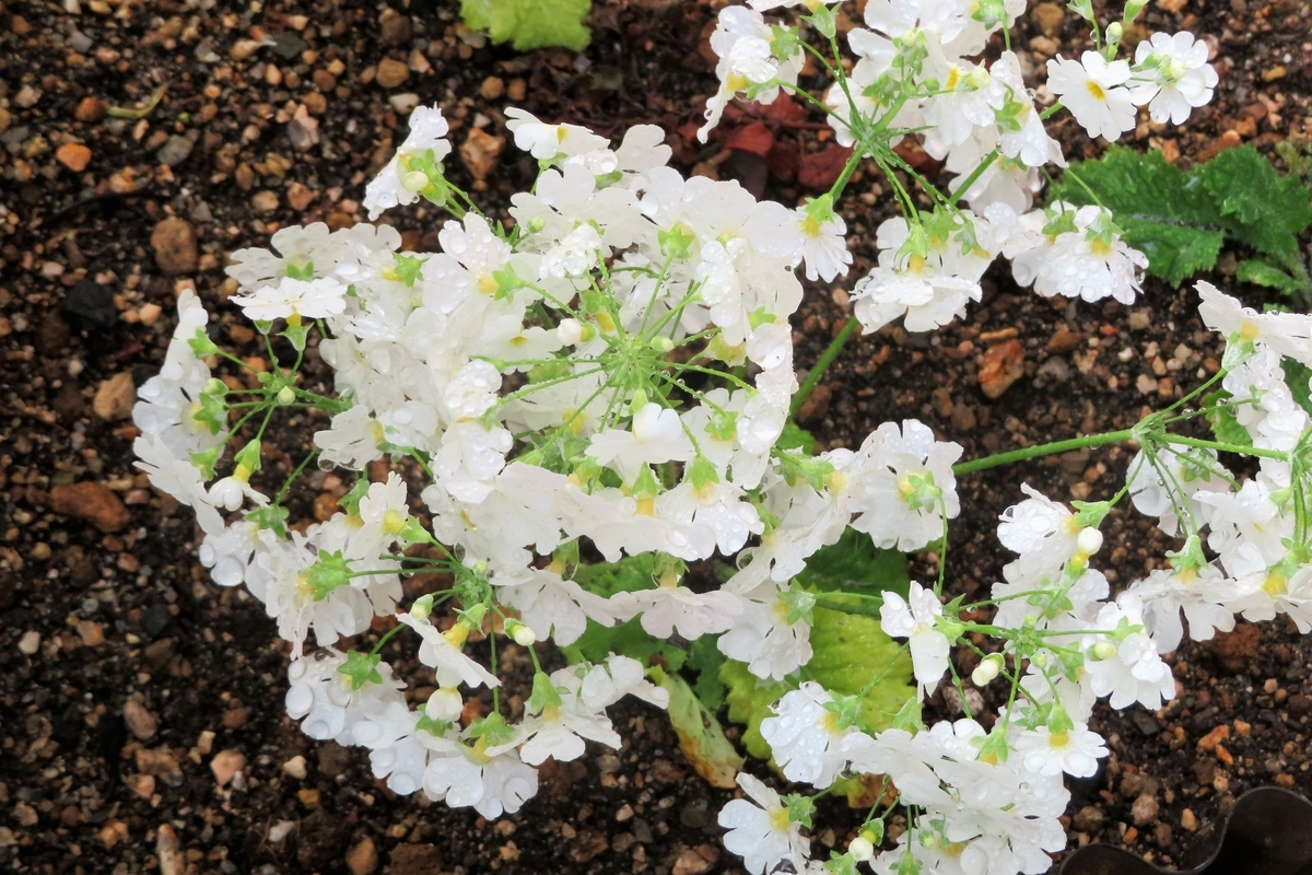 f:id:grk1:20210329175607j:plain