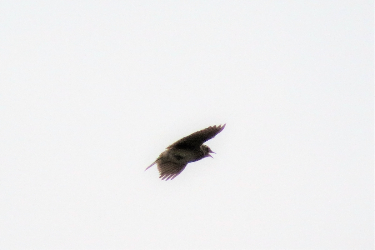 f:id:grk1:20210412225358j:plain