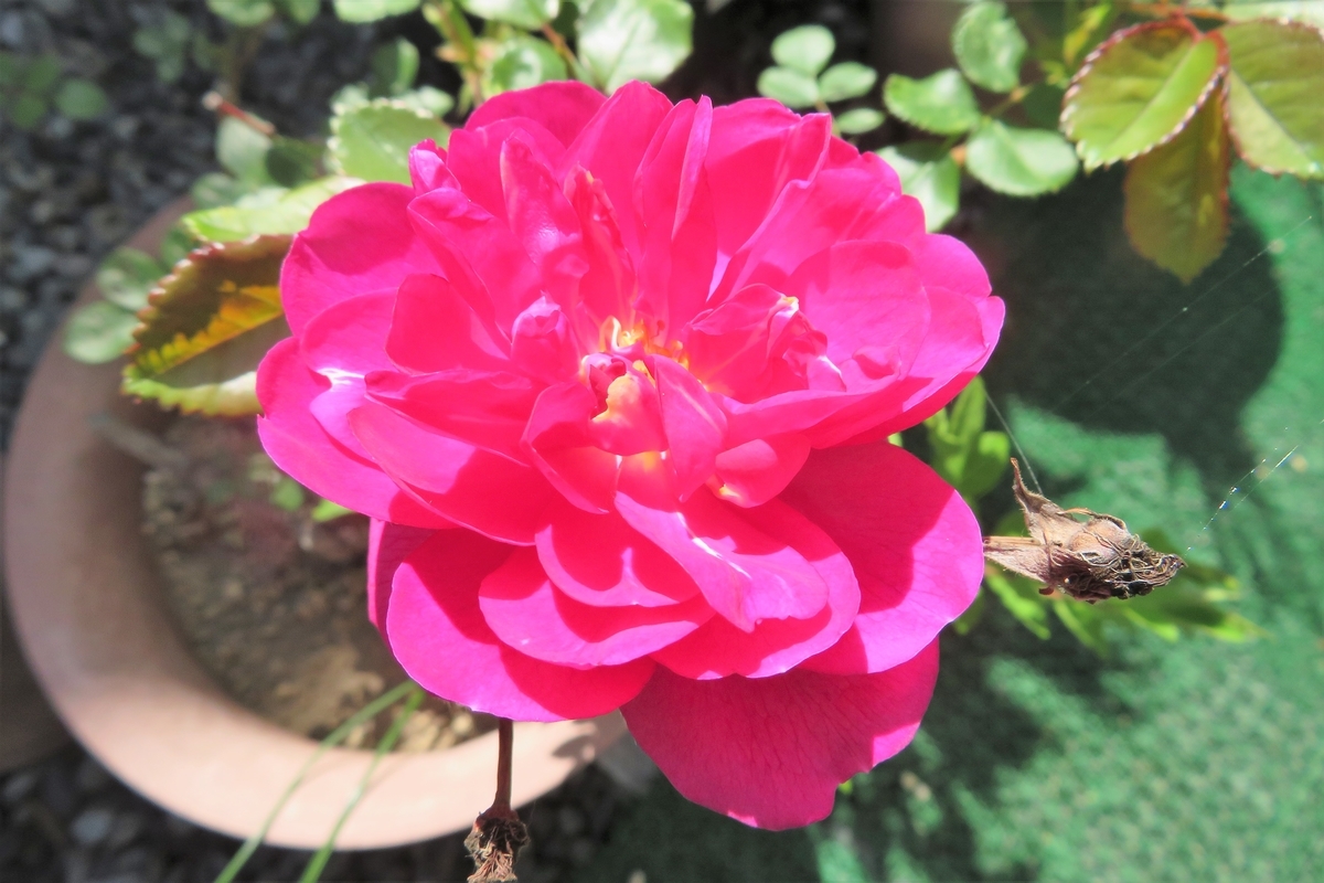 f:id:grk1:20210413121551j:plain