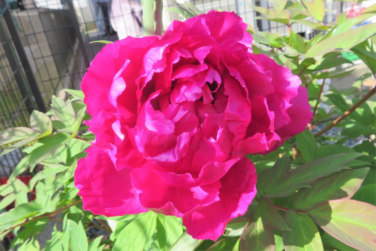 f:id:grk1:20210421182540j:plain
