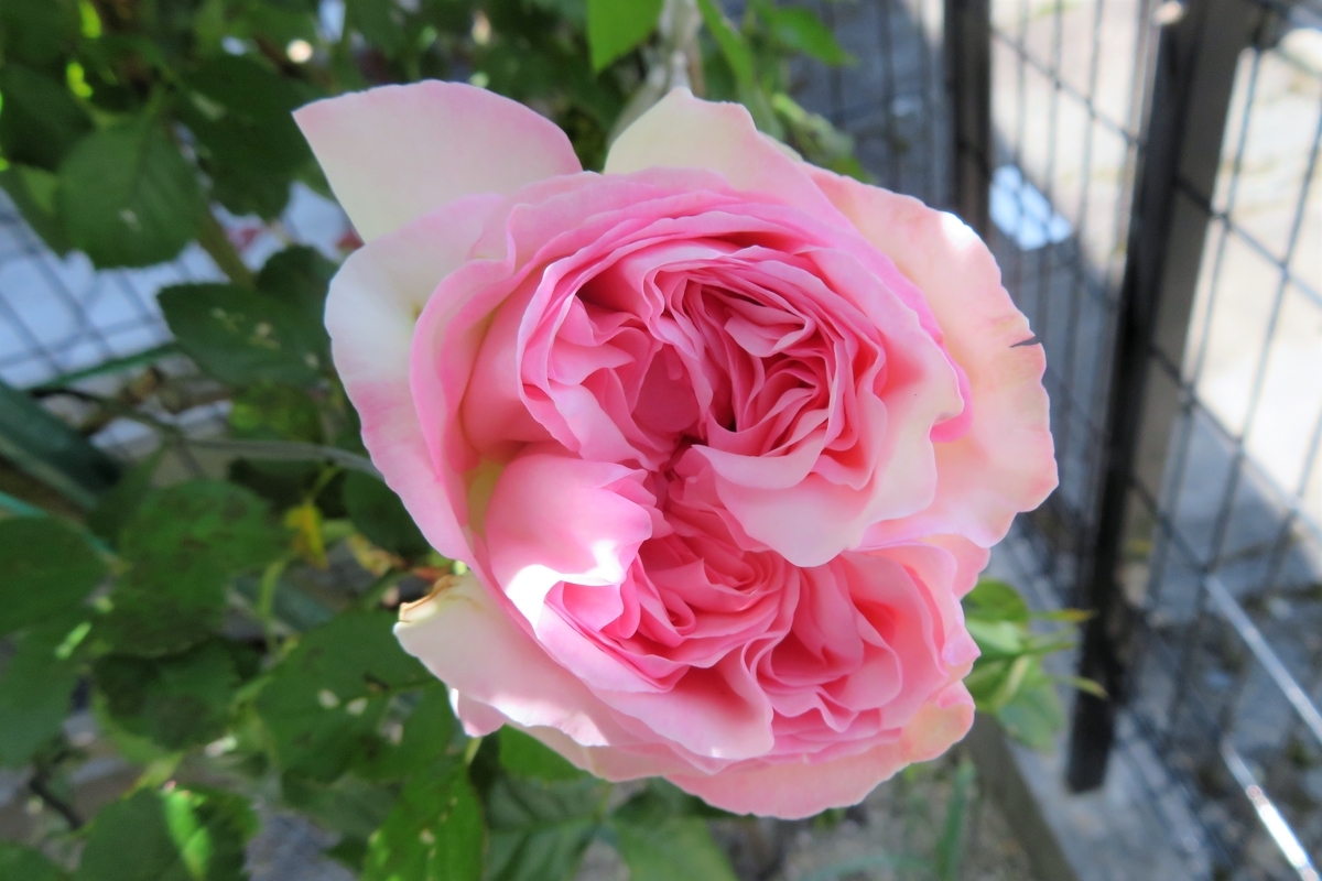 f:id:grk1:20210428200739j:plain