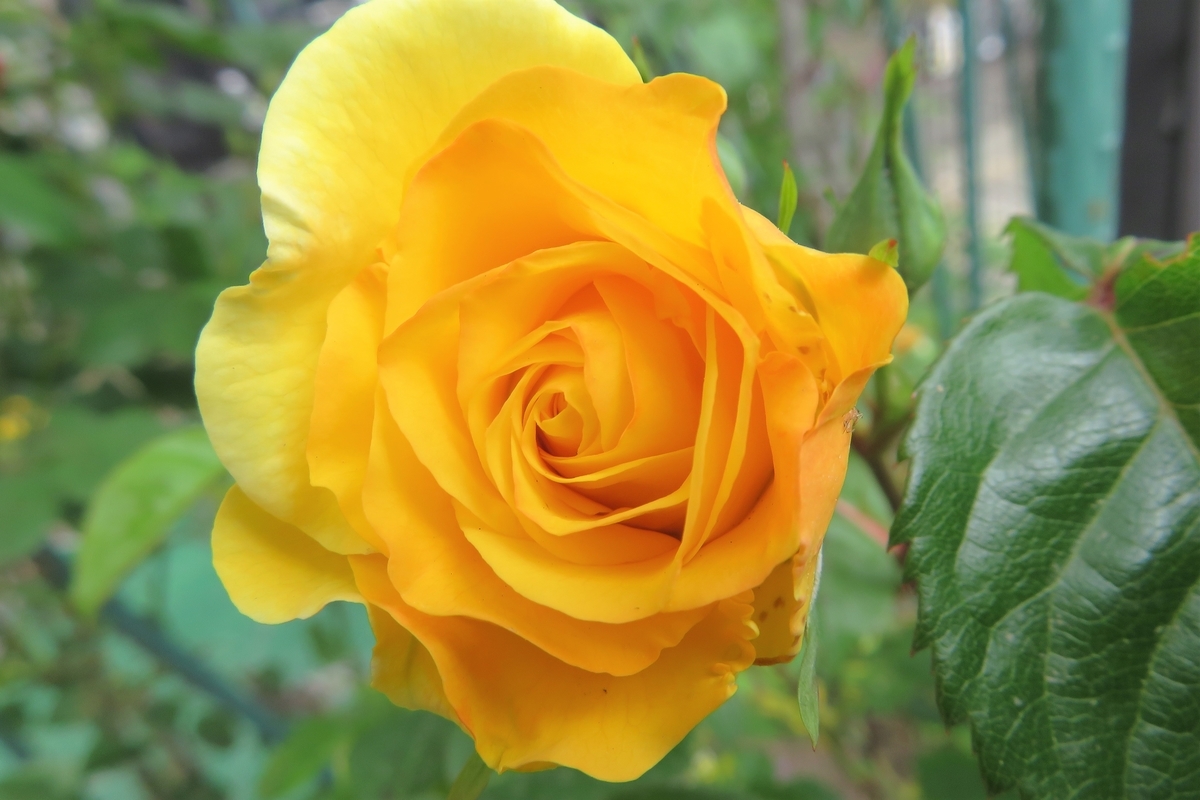 f:id:grk1:20210502141511j:plain