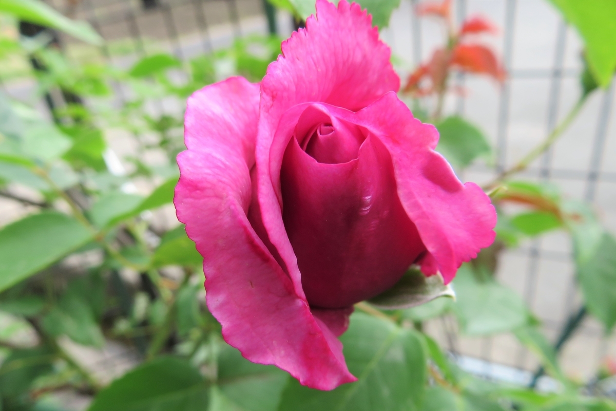 f:id:grk1:20210502142004j:plain