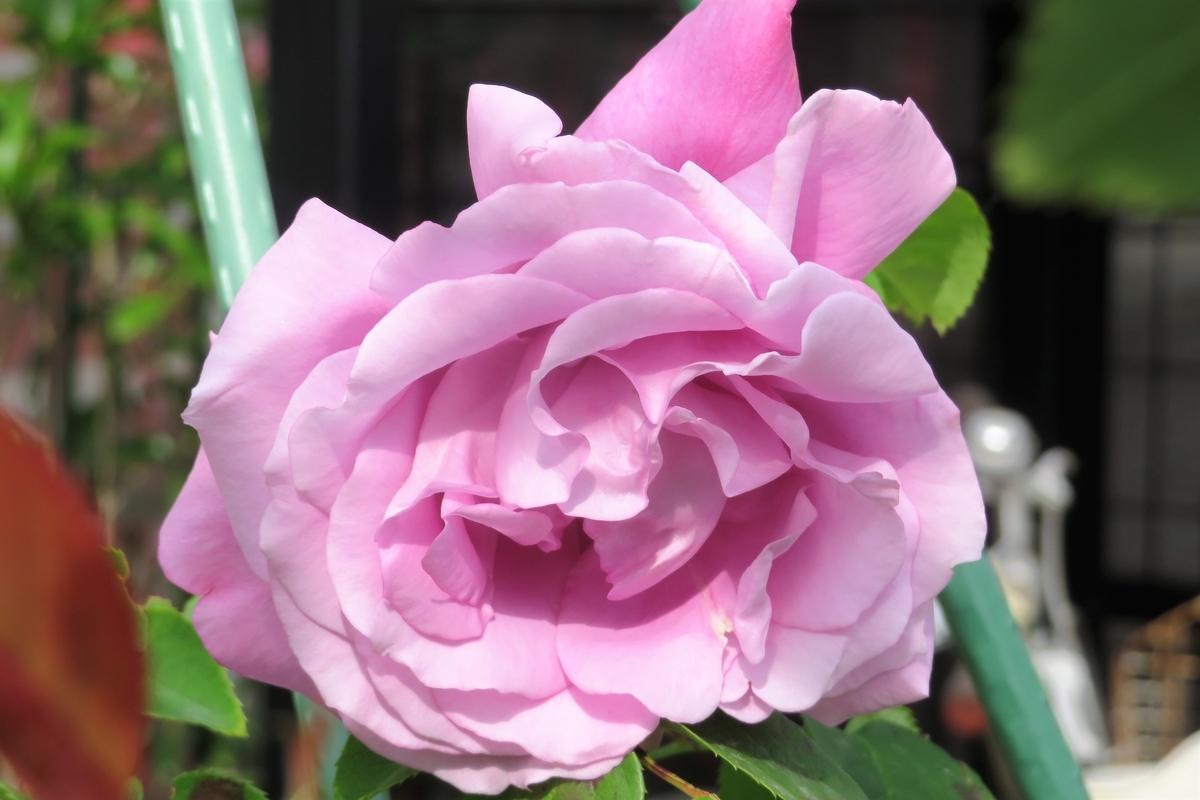 f:id:grk1:20210509192606j:plain