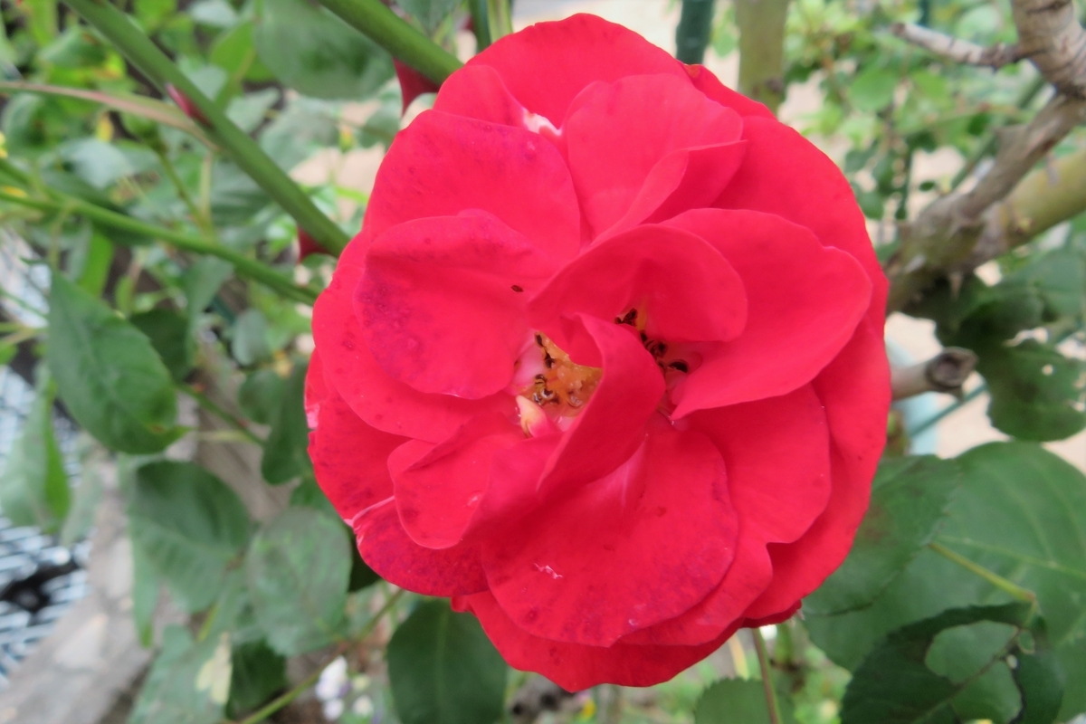 f:id:grk1:20210509192654j:plain