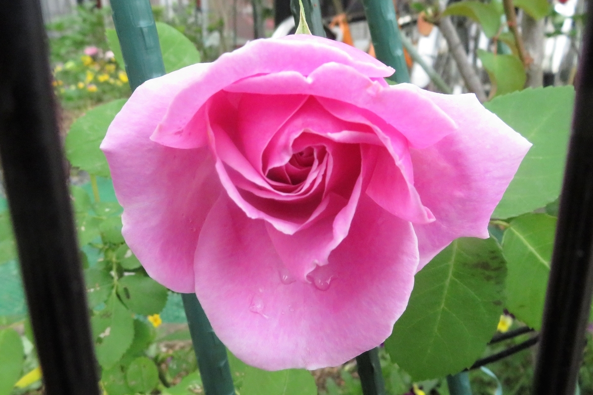 f:id:grk1:20210509192920j:plain