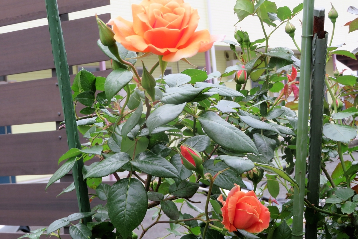 f:id:grk1:20210509193200j:plain