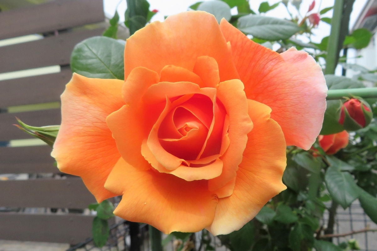 f:id:grk1:20210509193231j:plain