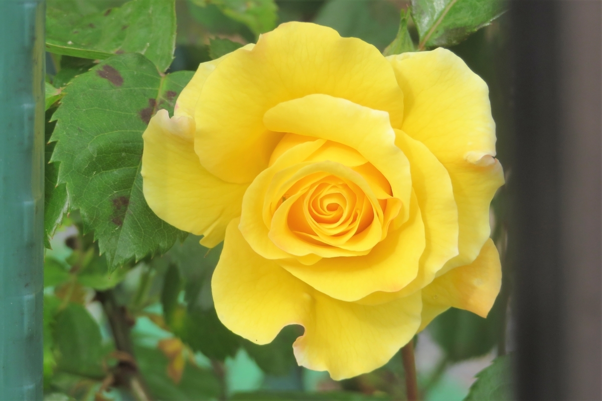 f:id:grk1:20210509195046j:plain