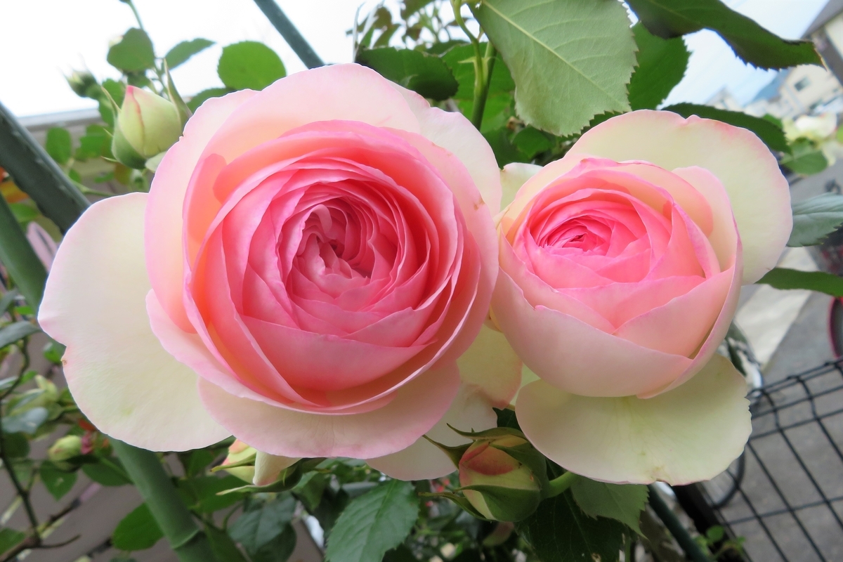 f:id:grk1:20210513140256j:plain