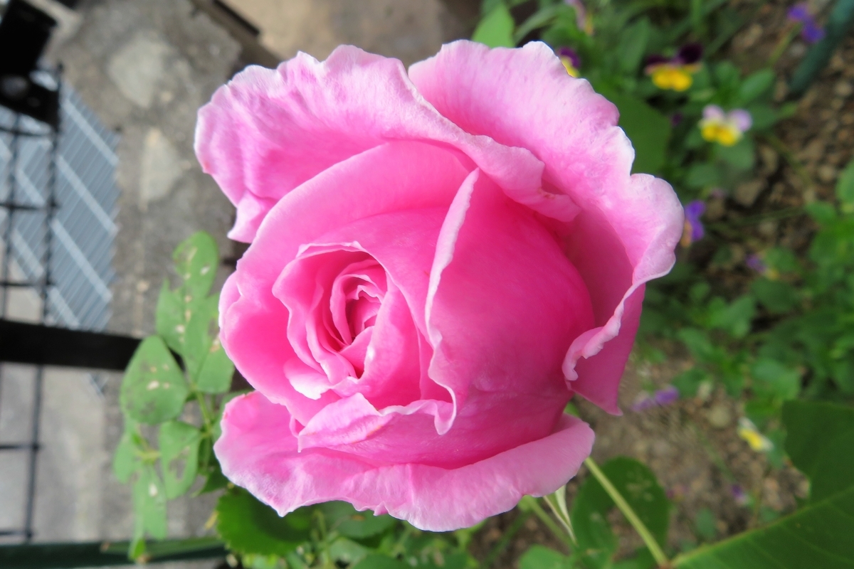 f:id:grk1:20210513141603j:plain