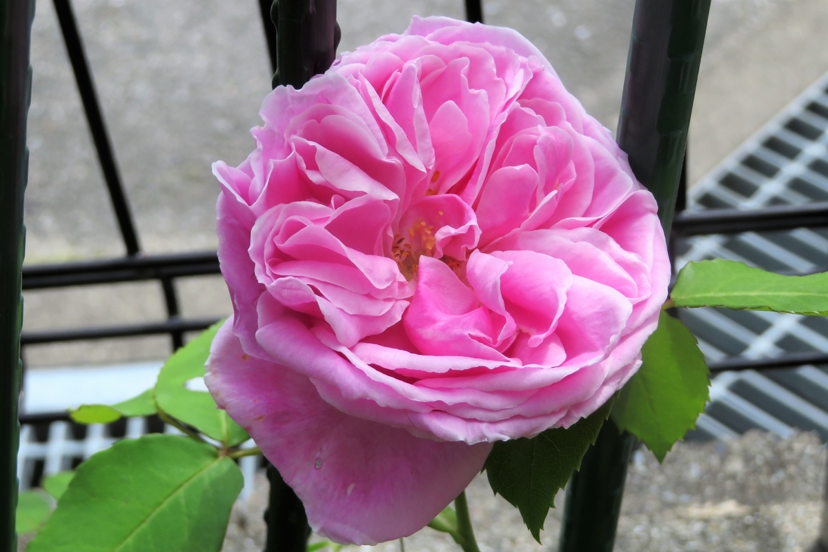 f:id:grk1:20210513143237j:plain