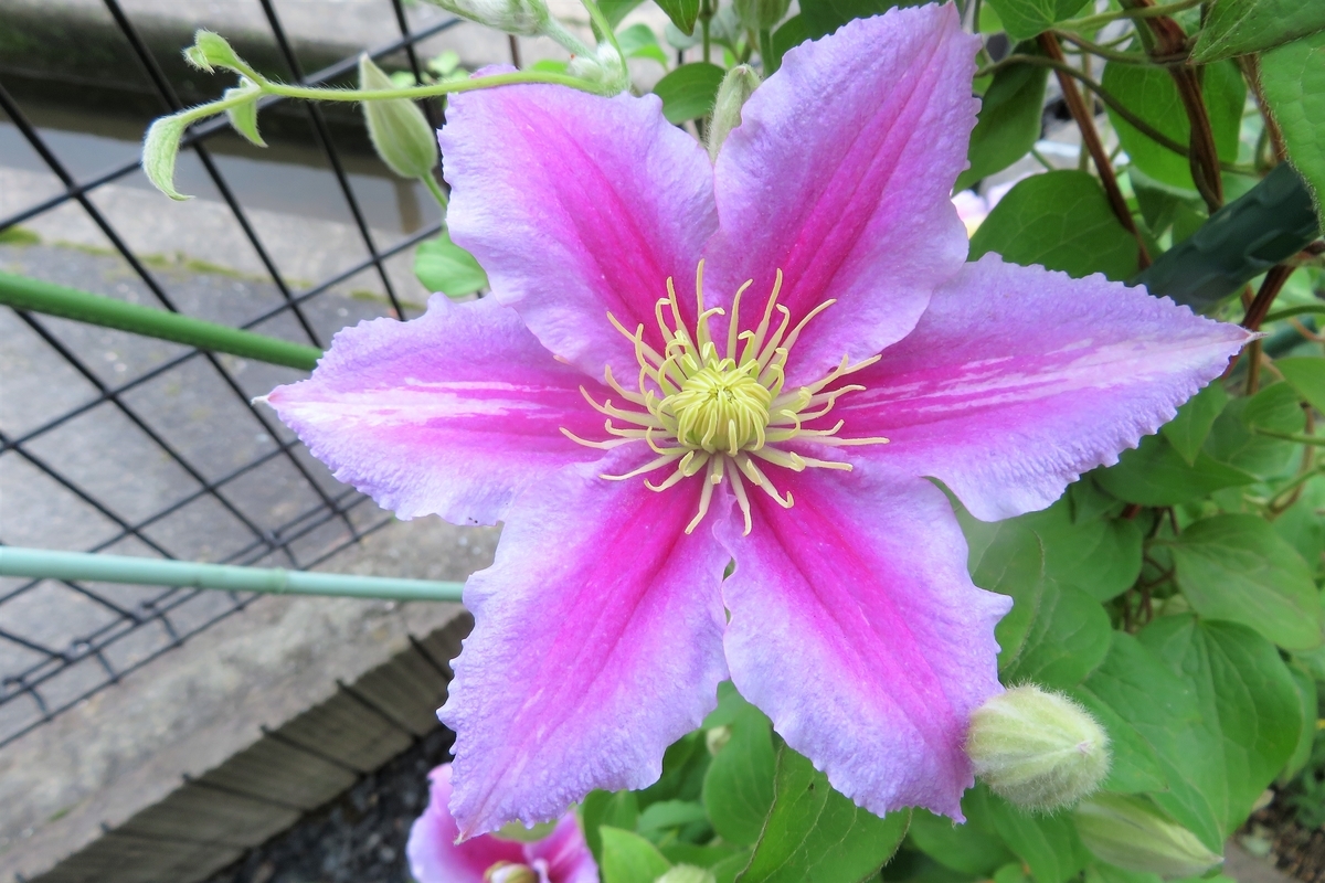 f:id:grk1:20210514173735j:plain
