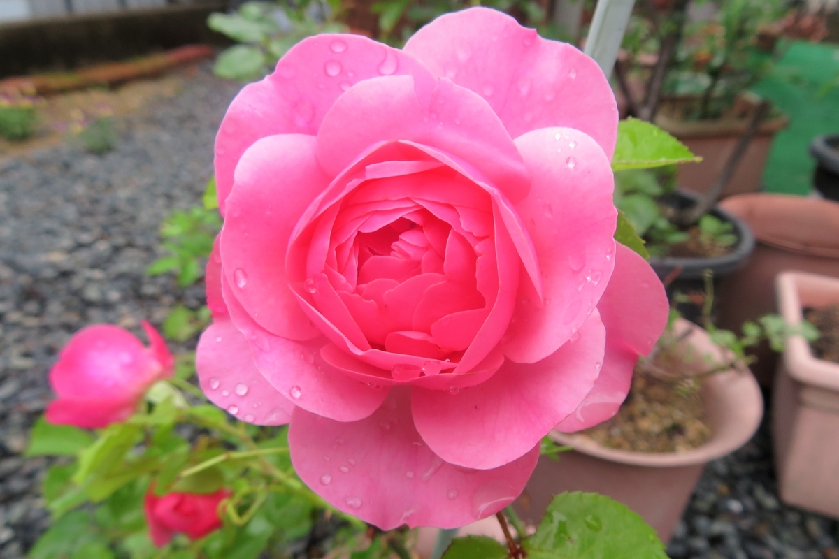f:id:grk1:20210516221751j:plain