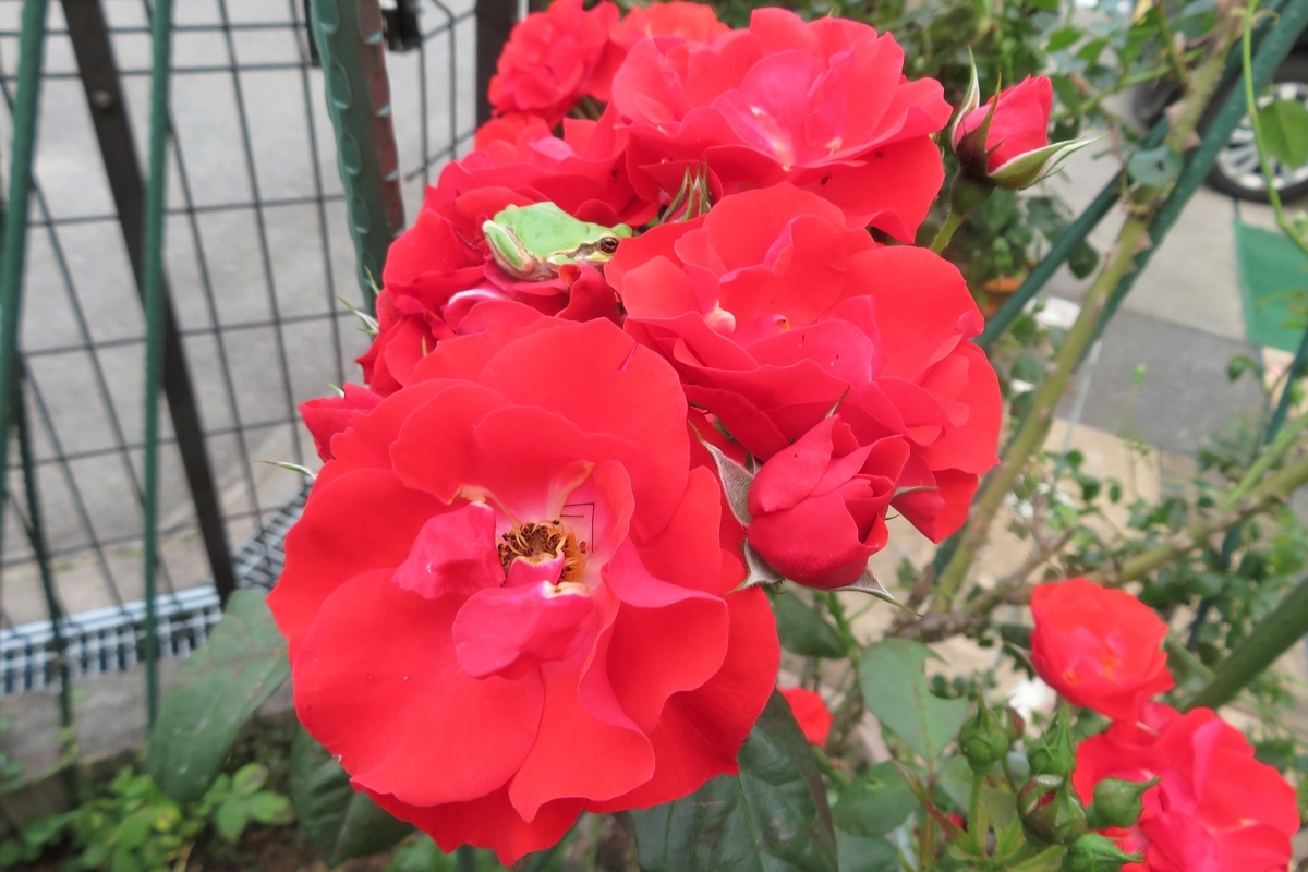 f:id:grk1:20210518222658j:plain