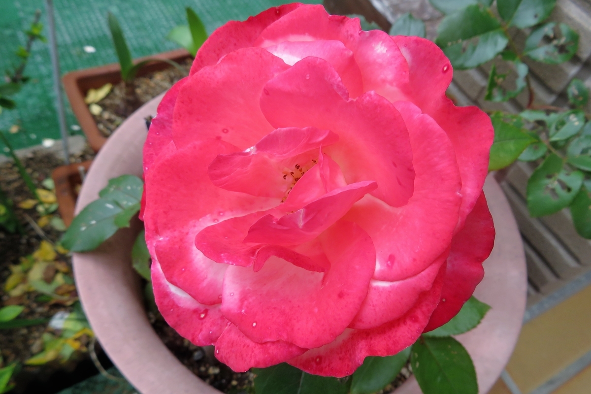 f:id:grk1:20210522185550j:plain