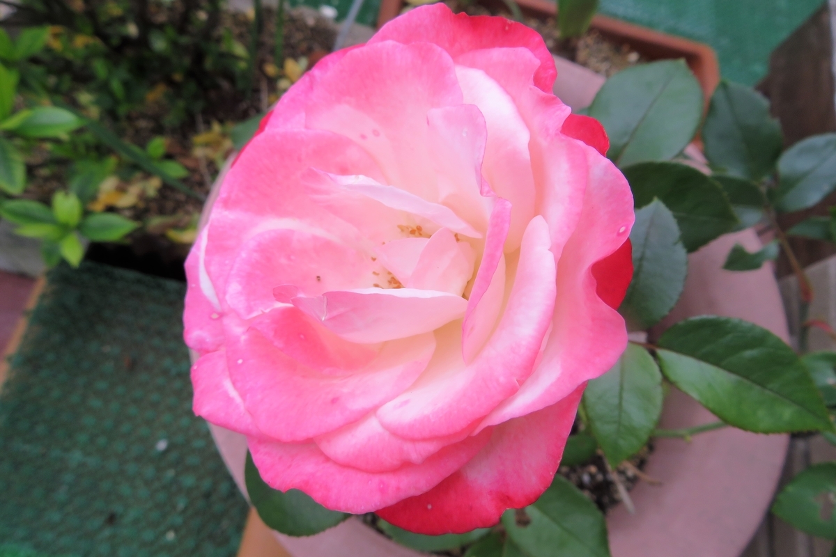 f:id:grk1:20210522185752j:plain