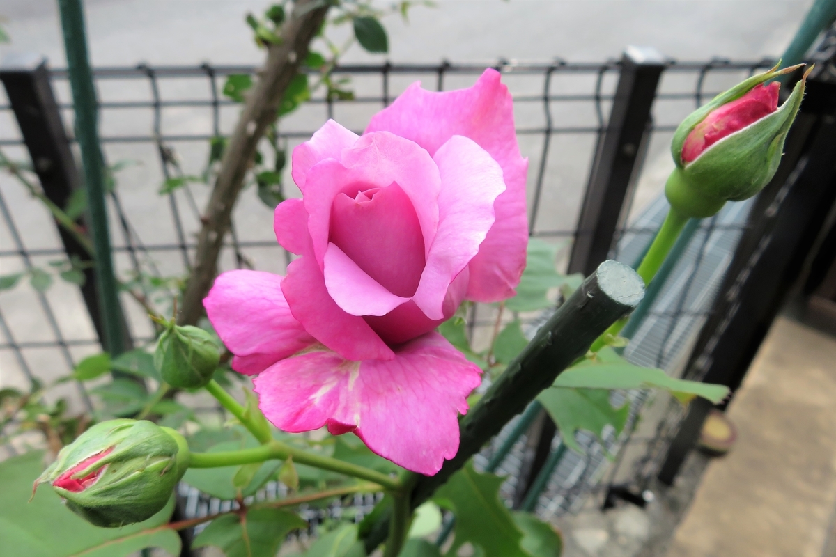 f:id:grk1:20210522190227j:plain