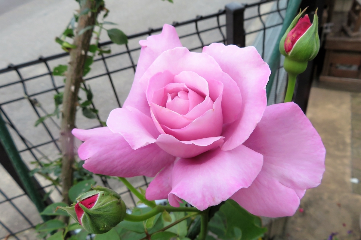 f:id:grk1:20210524162858j:plain