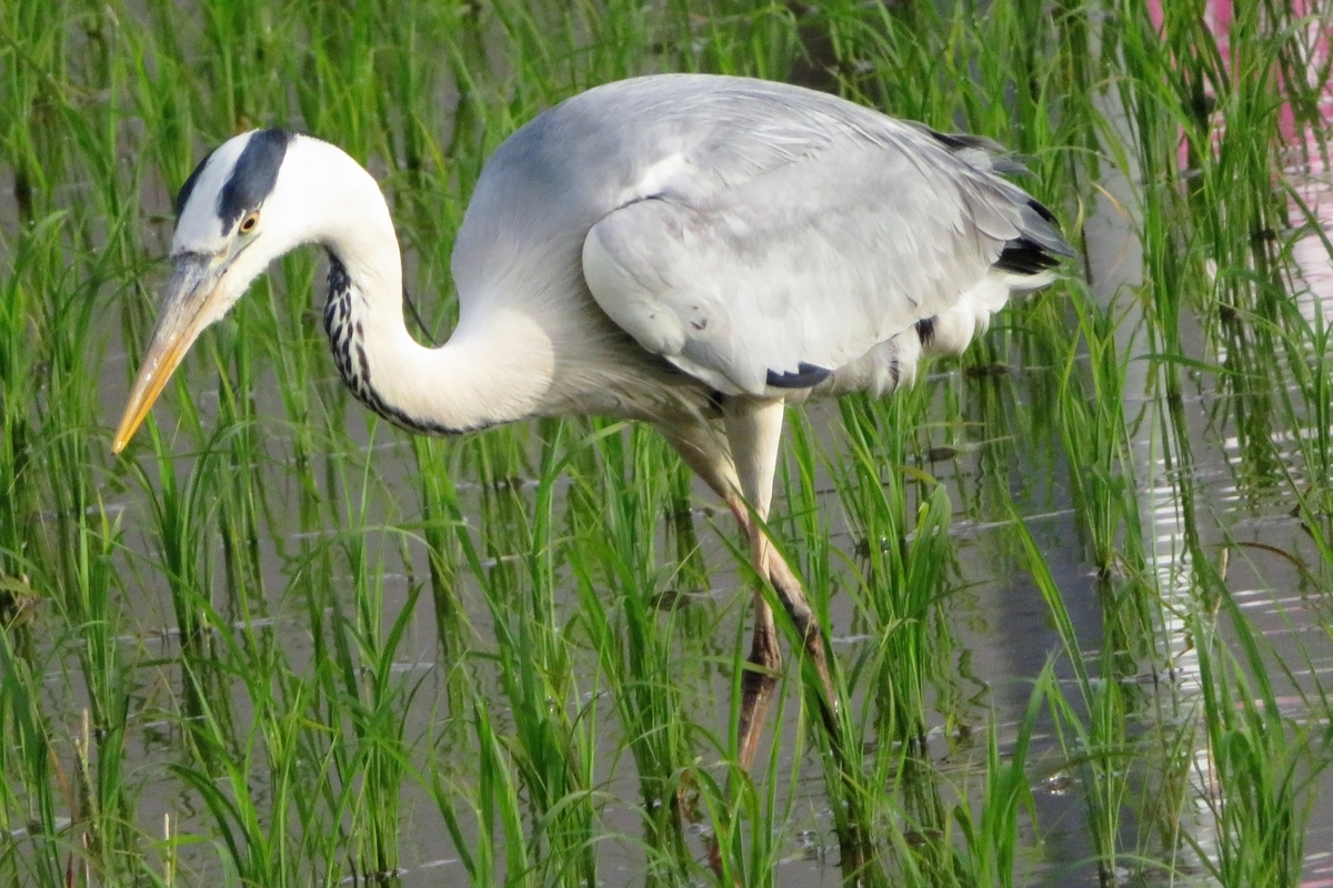 f:id:grk1:20210605120543j:plain