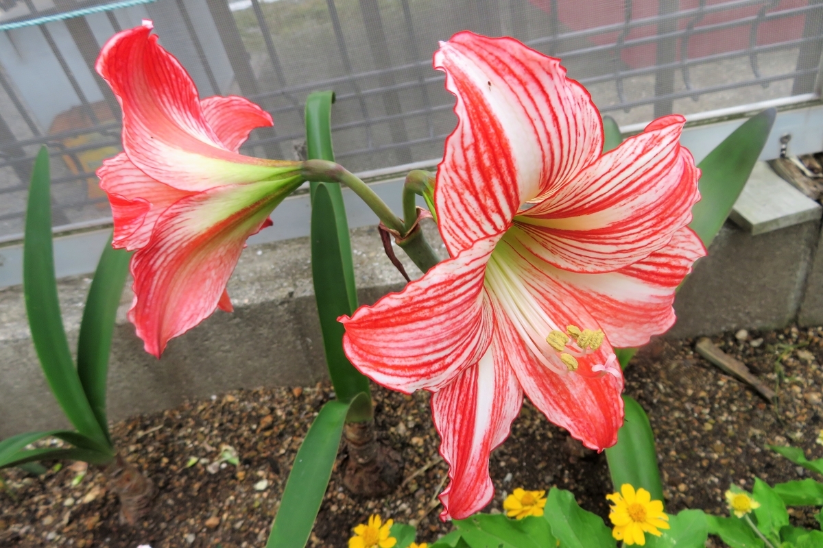 f:id:grk1:20210607201048j:plain