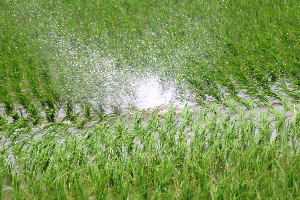 f:id:grk1:20210607205020j:plain