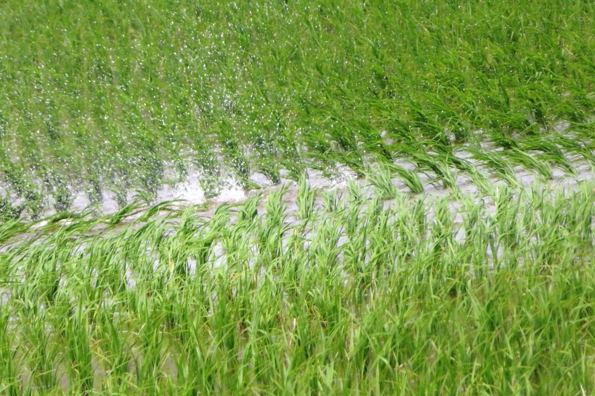 f:id:grk1:20210607205052j:plain