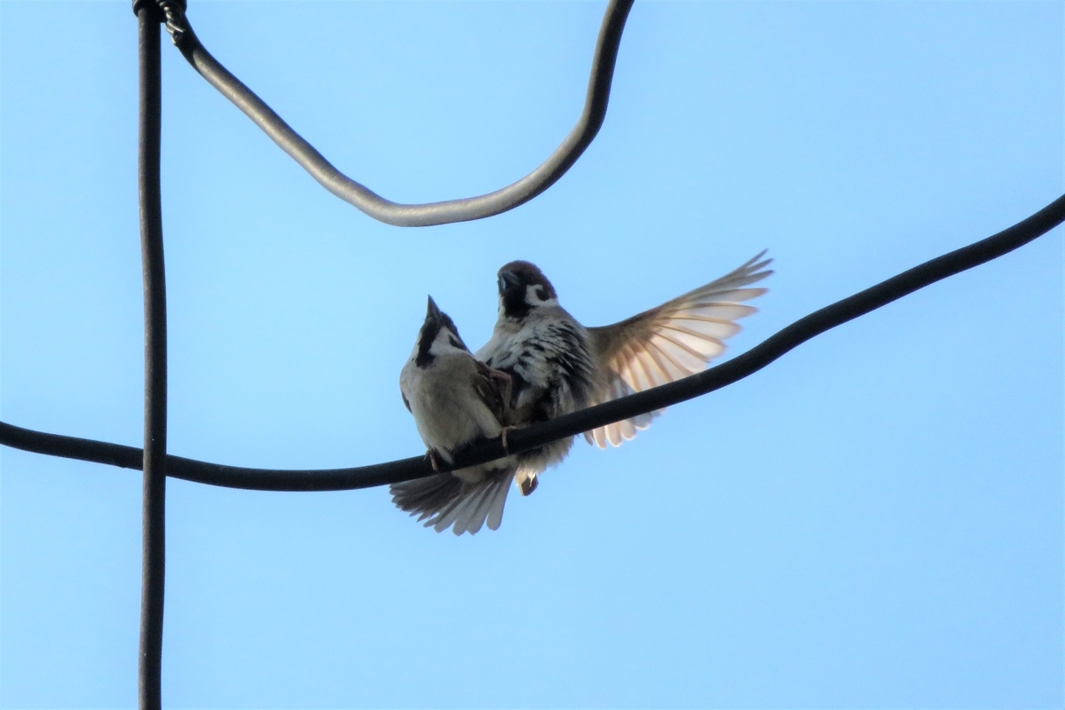 f:id:grk1:20210608210749j:plain