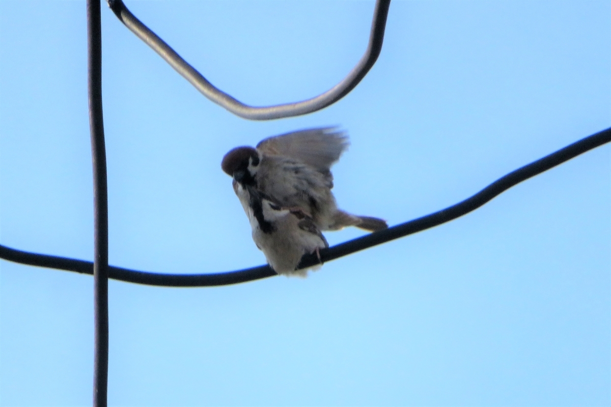 f:id:grk1:20210608211051j:plain