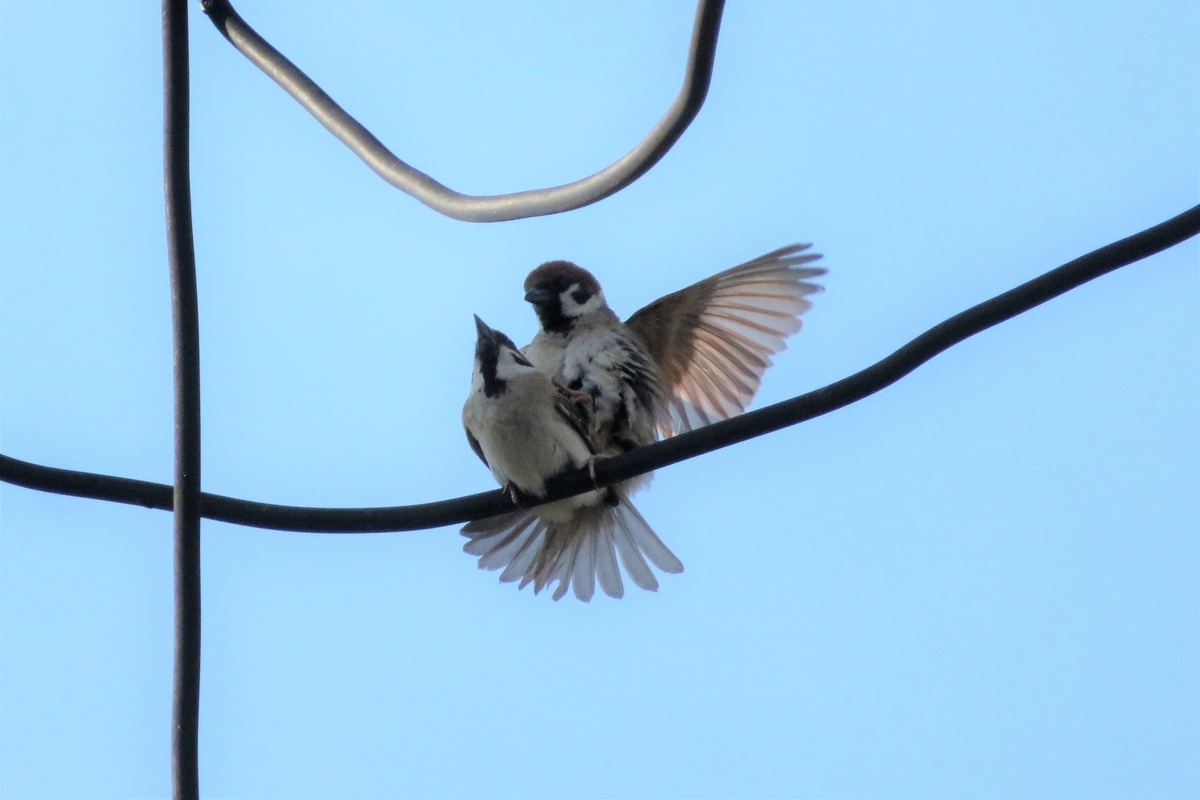 f:id:grk1:20210608211132j:plain