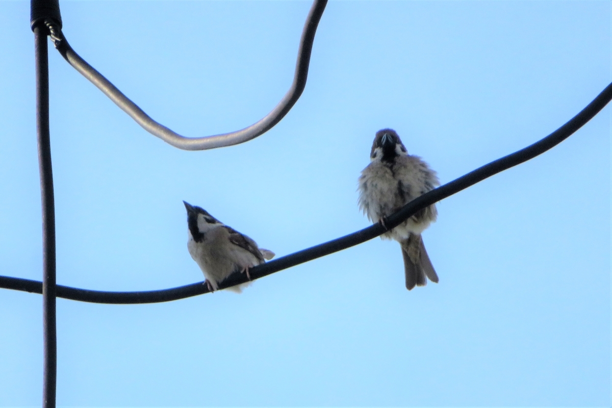 f:id:grk1:20210608211605j:plain