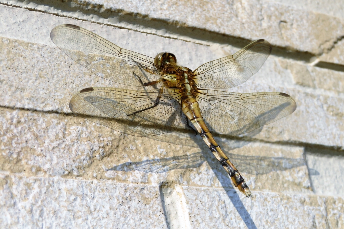 f:id:grk1:20210610165915j:plain