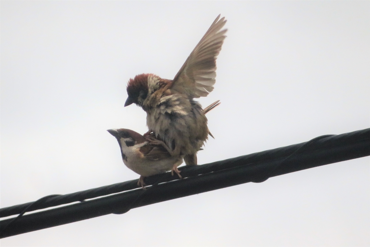 f:id:grk1:20210618123126j:plain