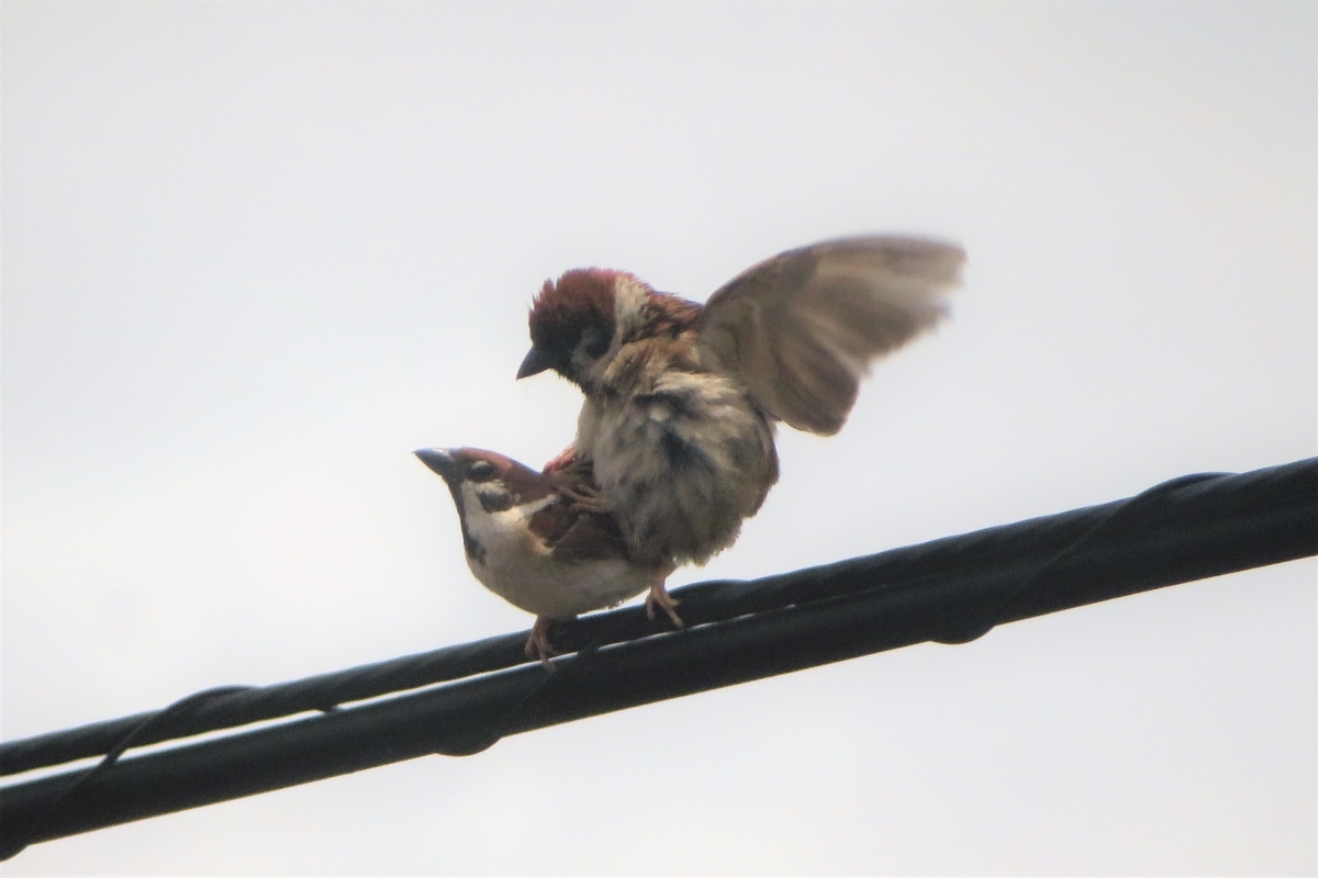 f:id:grk1:20210618123426j:plain