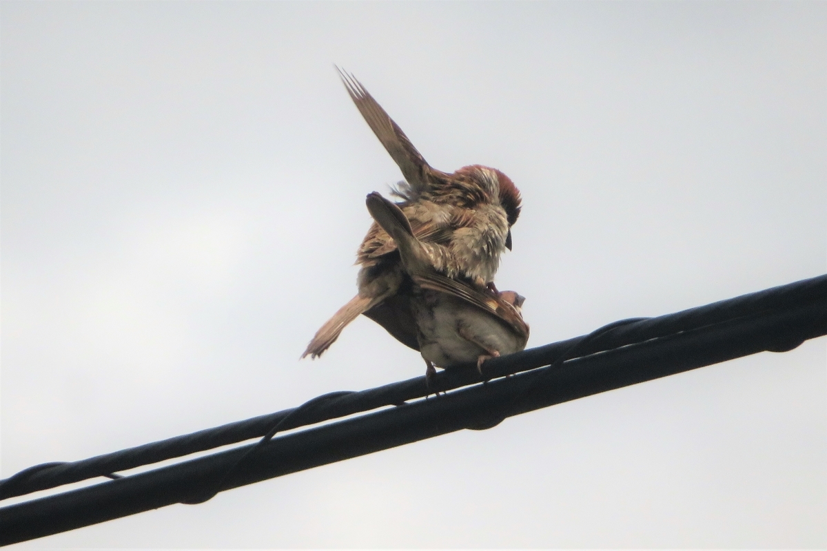 f:id:grk1:20210618123824j:plain