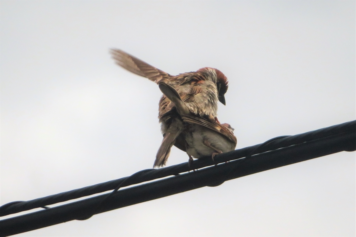 f:id:grk1:20210618123914j:plain