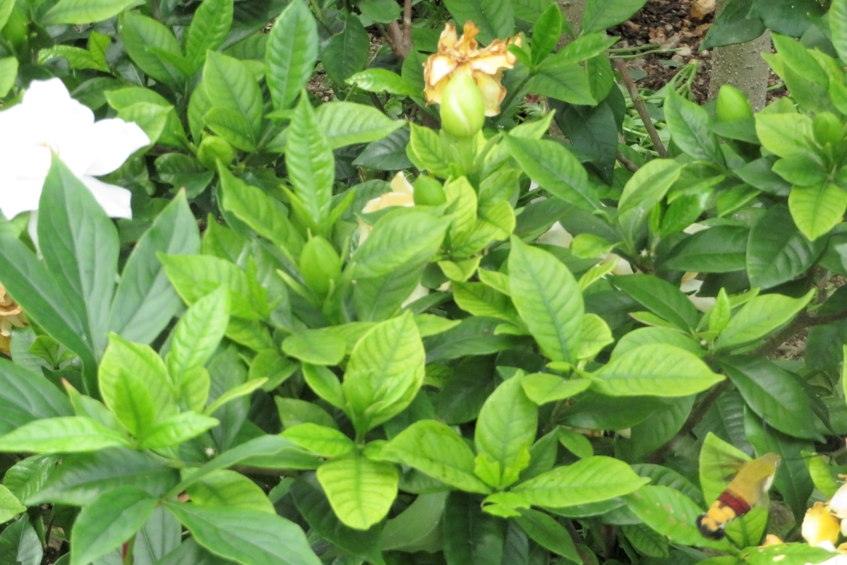 f:id:grk1:20210622160243j:plain