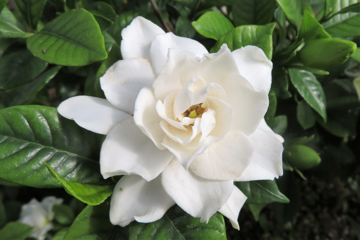 f:id:grk1:20210622173028j:plain