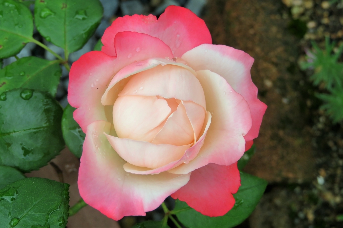 f:id:grk1:20210627115226j:plain