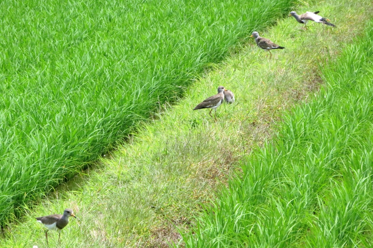 f:id:grk1:20210627121246j:plain