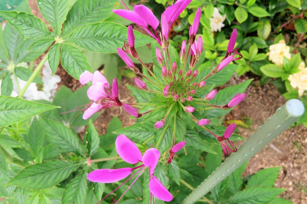 f:id:grk1:20210630194512j:plain