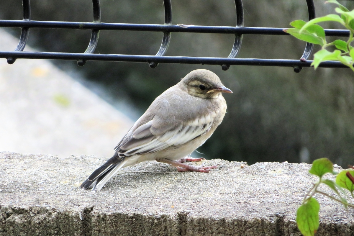 f:id:grk1:20210708180143j:plain